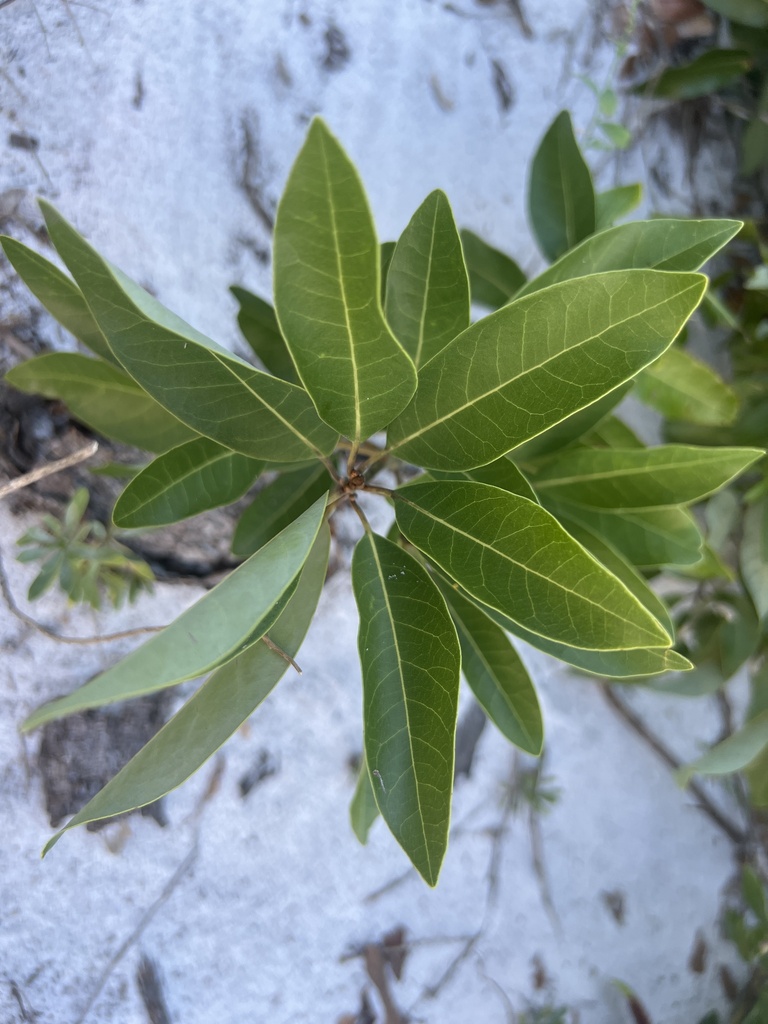Persea borbonia var. borbonia
