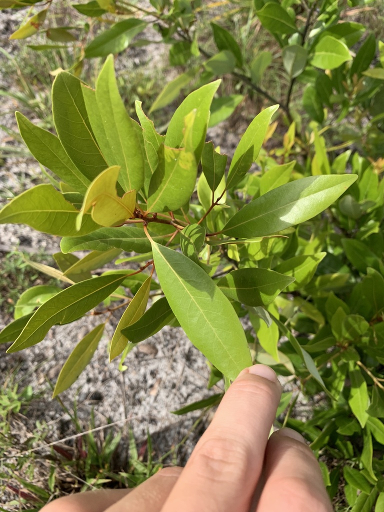 Persea borbonia var. humilis
