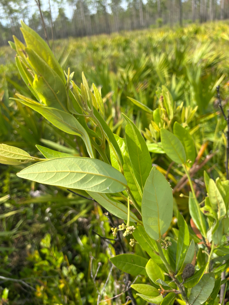 Persea palustris