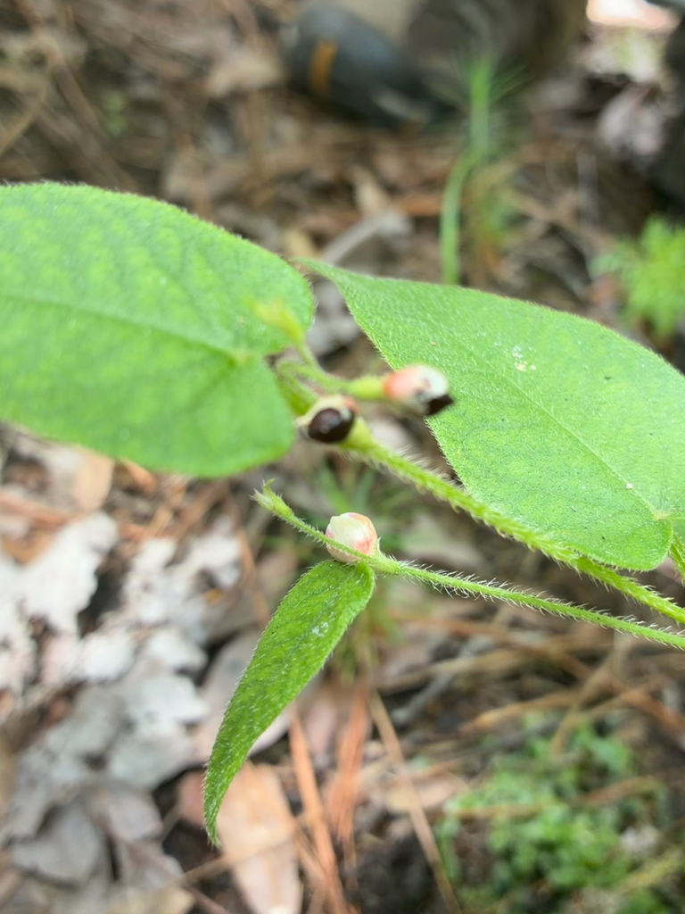 Persicaria arifolia