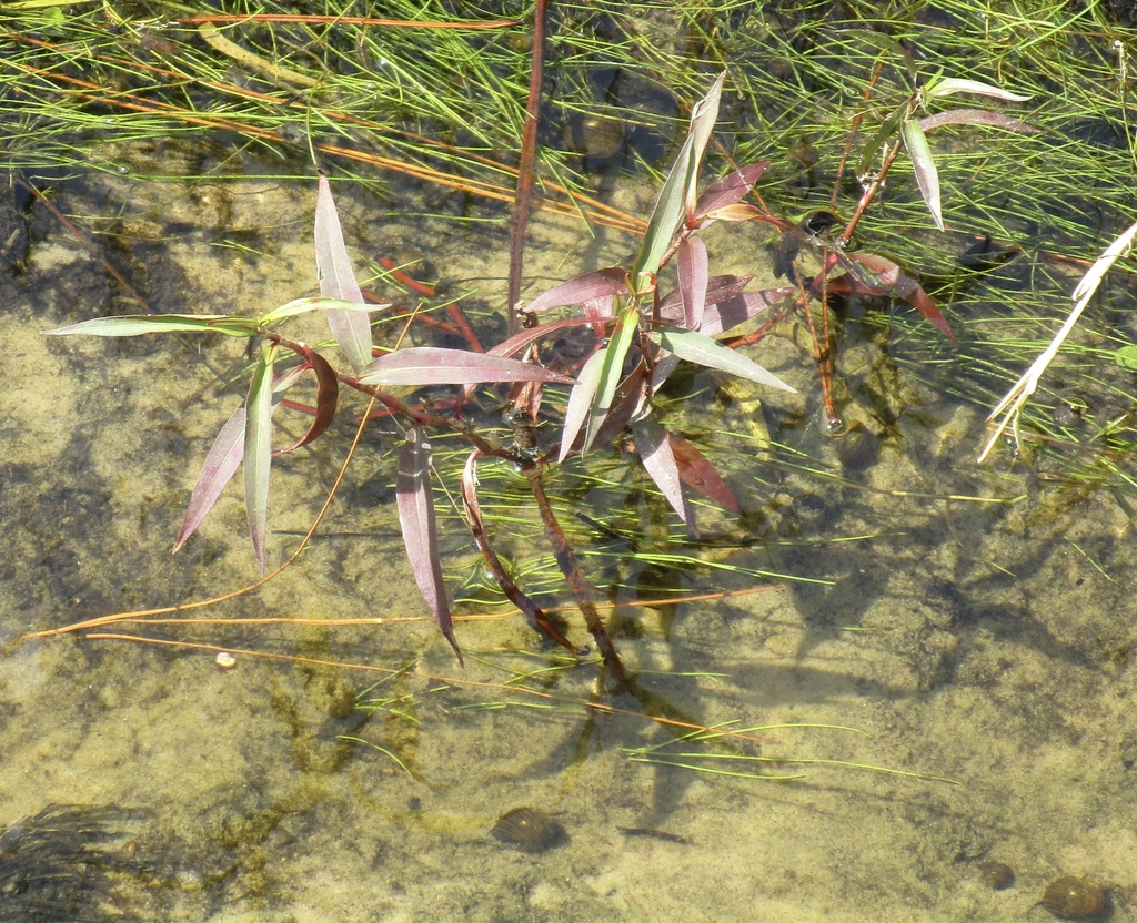 Persicaria glabra