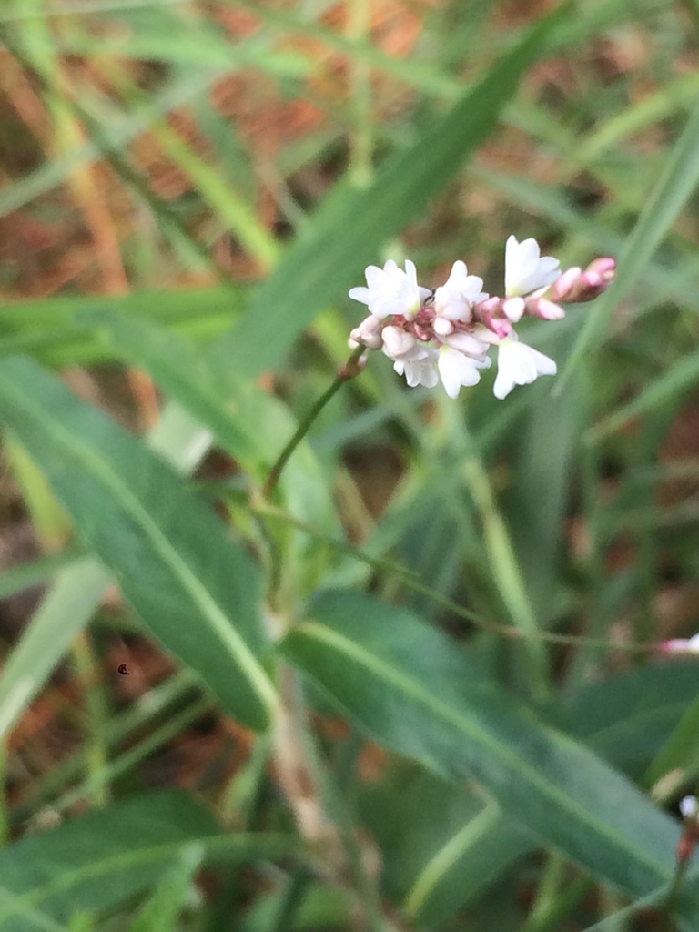 Persicaria hirsuta