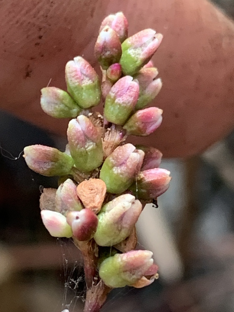 Persicaria hydropiperoides