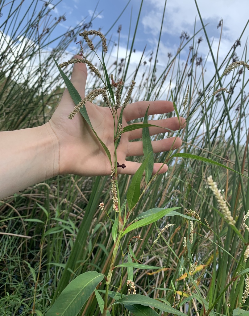 Persicaria lapathifolia