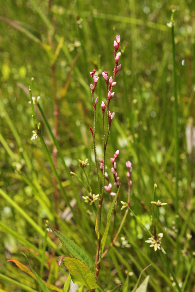 Persicaria meisneriana var. beyrichiana