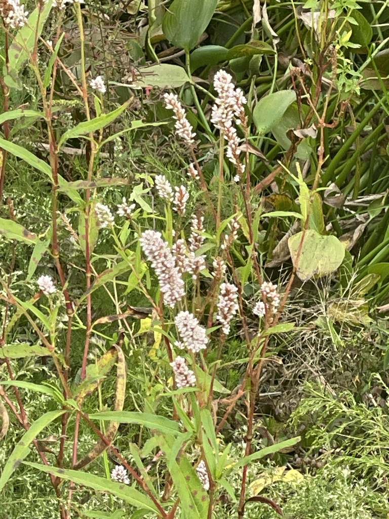 Persicaria pensylvanica