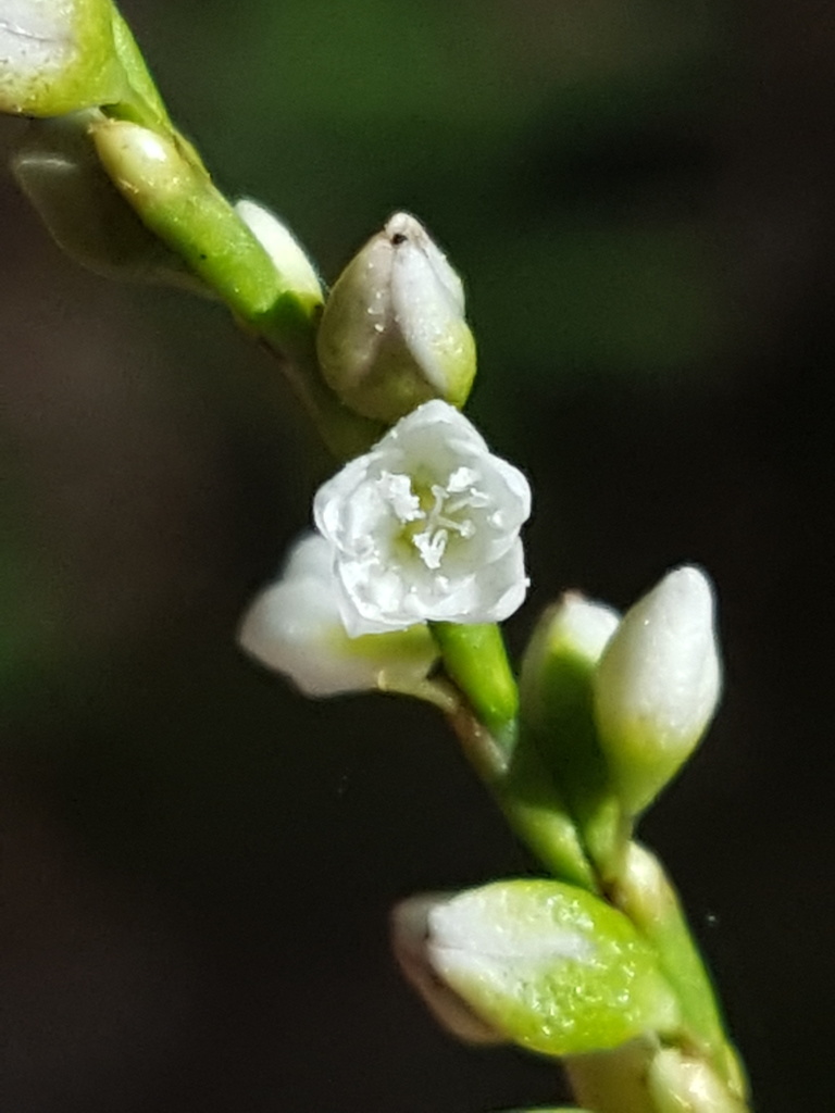 Persicaria punctata