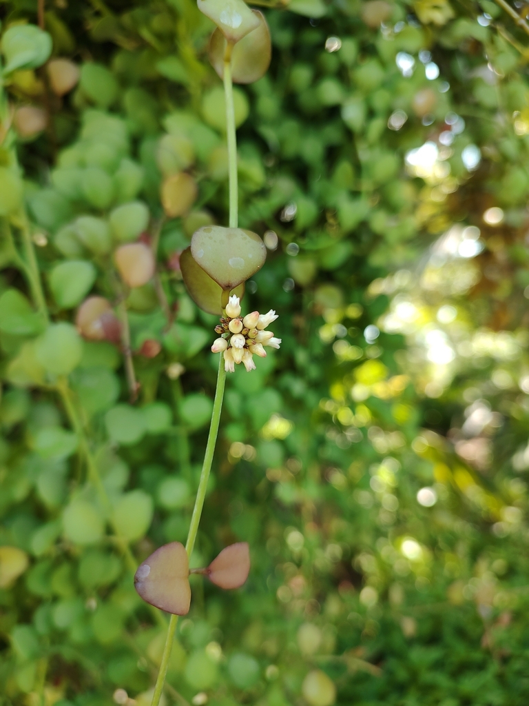 Persicaria sagittata