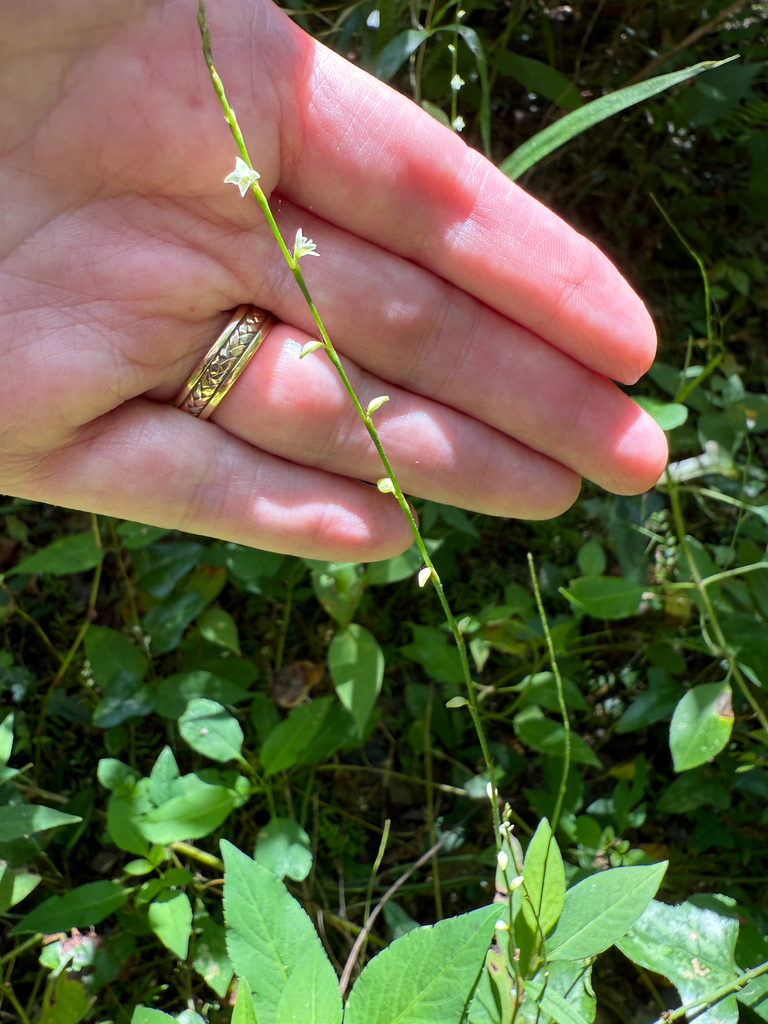 Persicaria virginiana