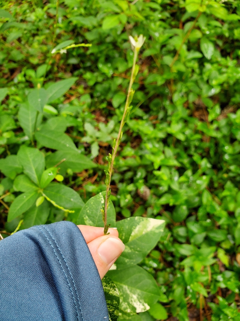 Petiveria alliacea