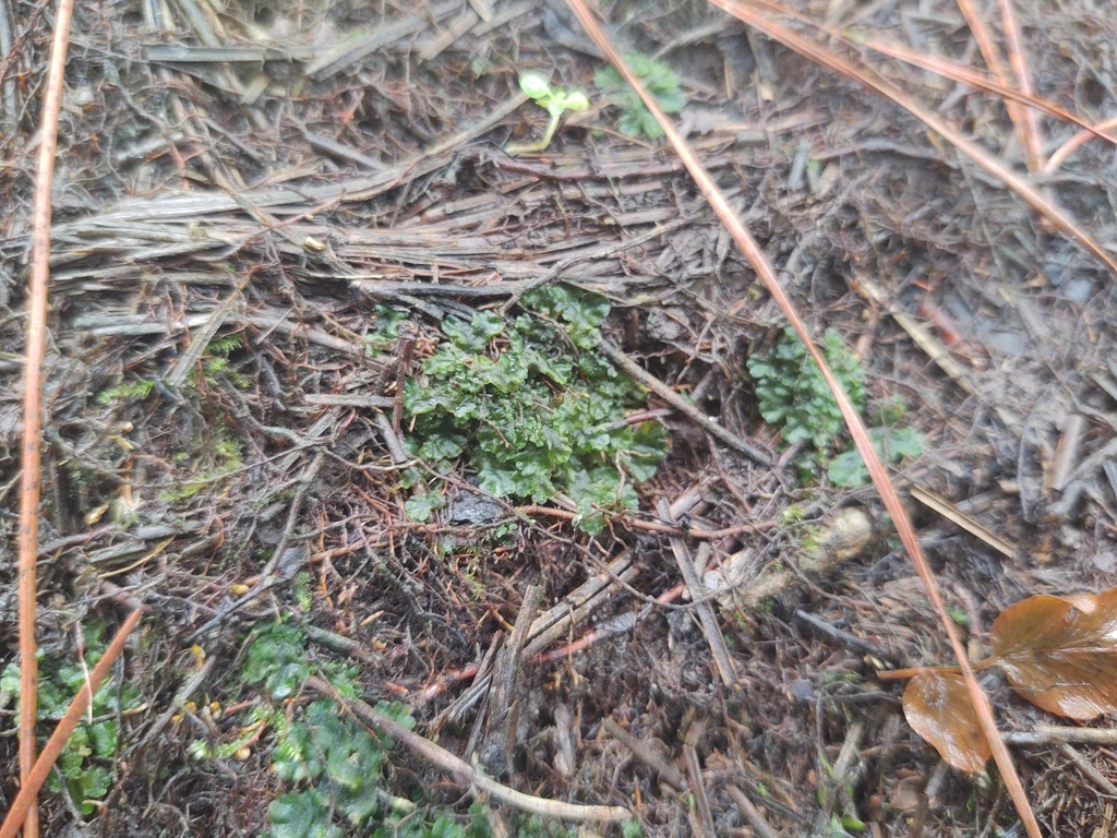 Phaeoceros carolinianus