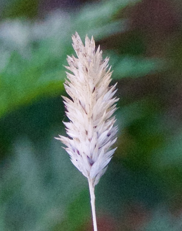 Phalaris caroliniana