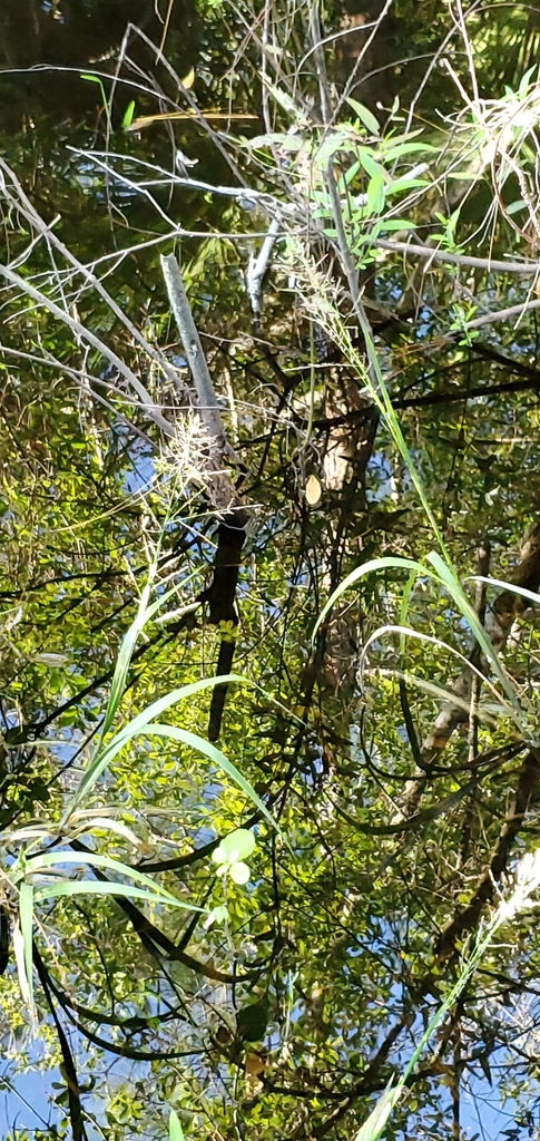 Phanopyrum gymnocarpon