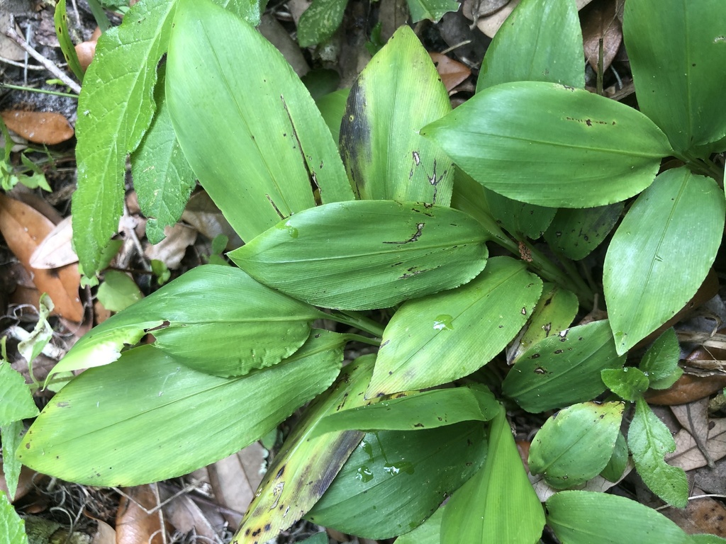 Pharus lappulaceus