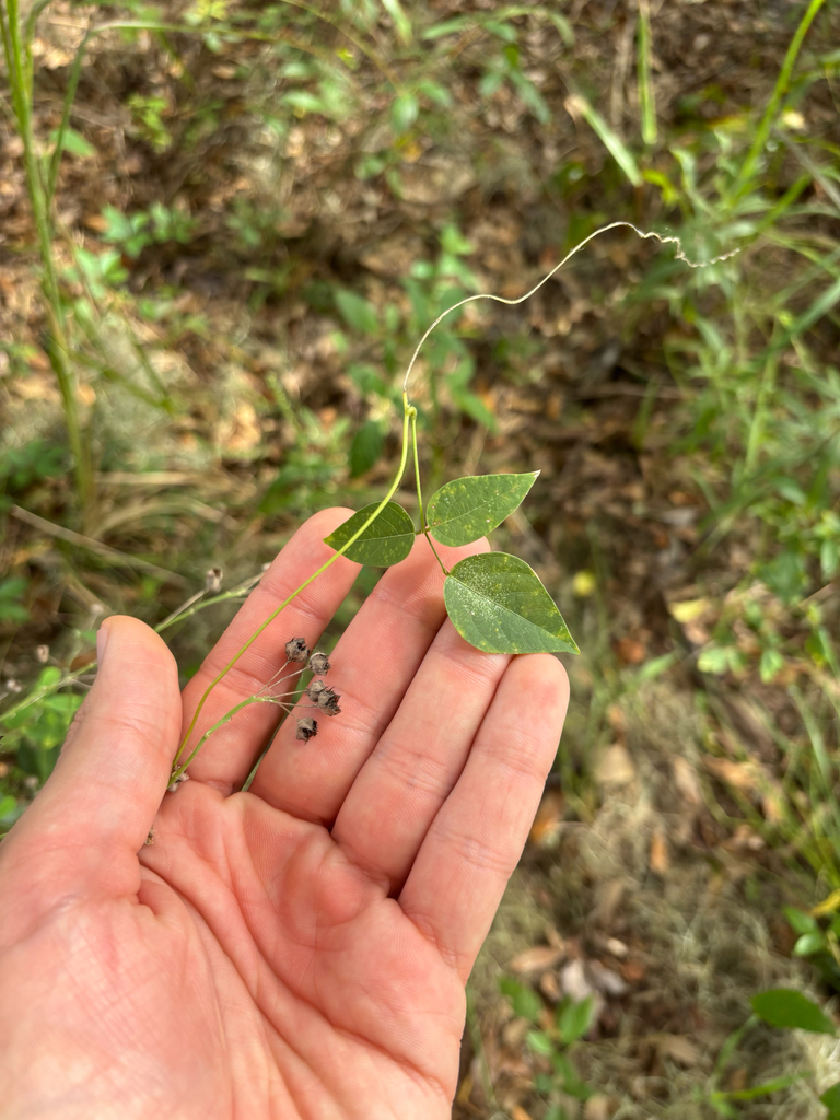 Phaseolus polystachios var. polystachios
