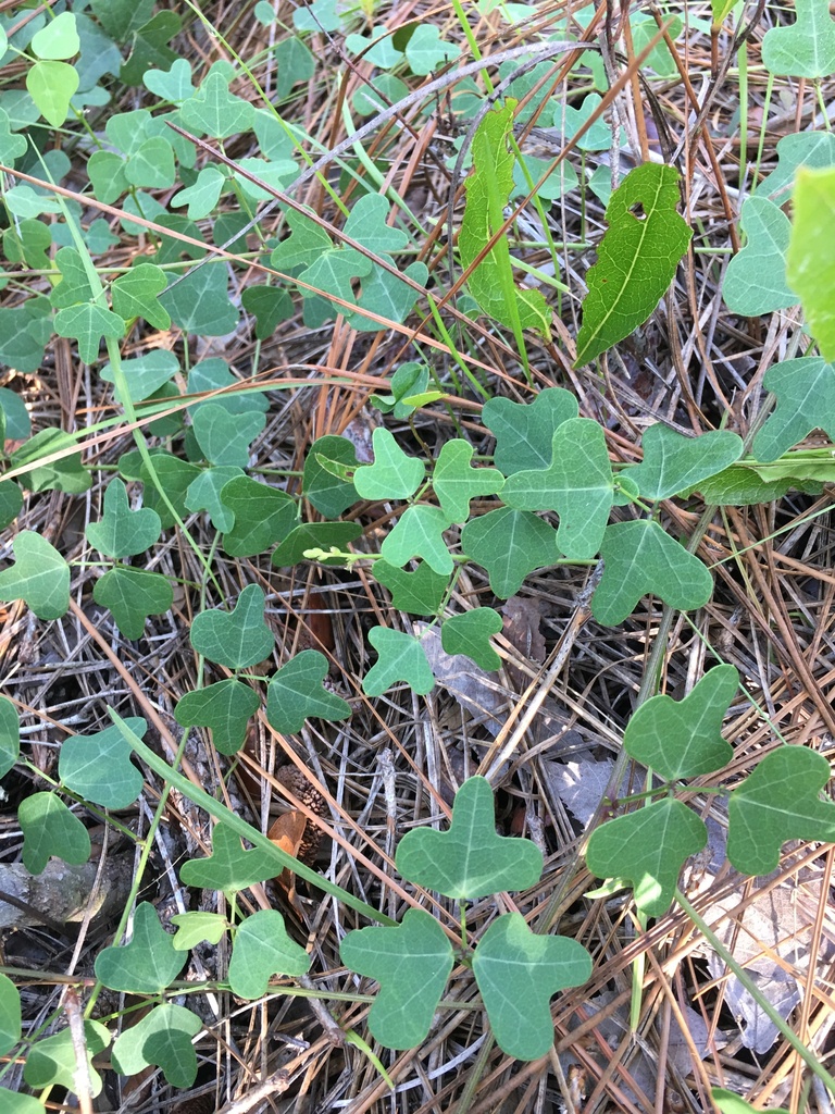 Phaseolus polystachios var. sinuatus