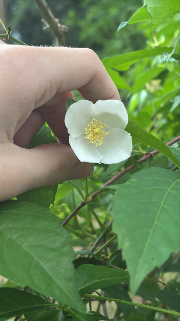 Philadelphus inodorus