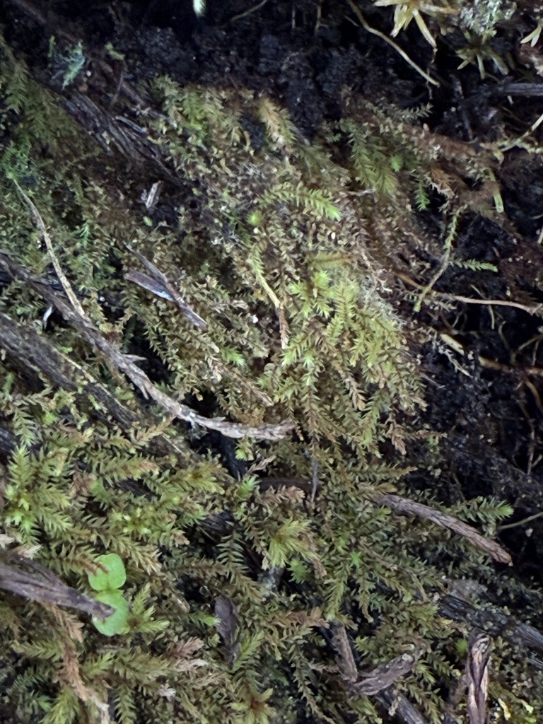 Philonotis uncinata