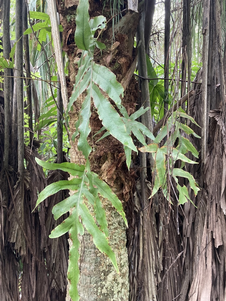 Phlebodium aureum