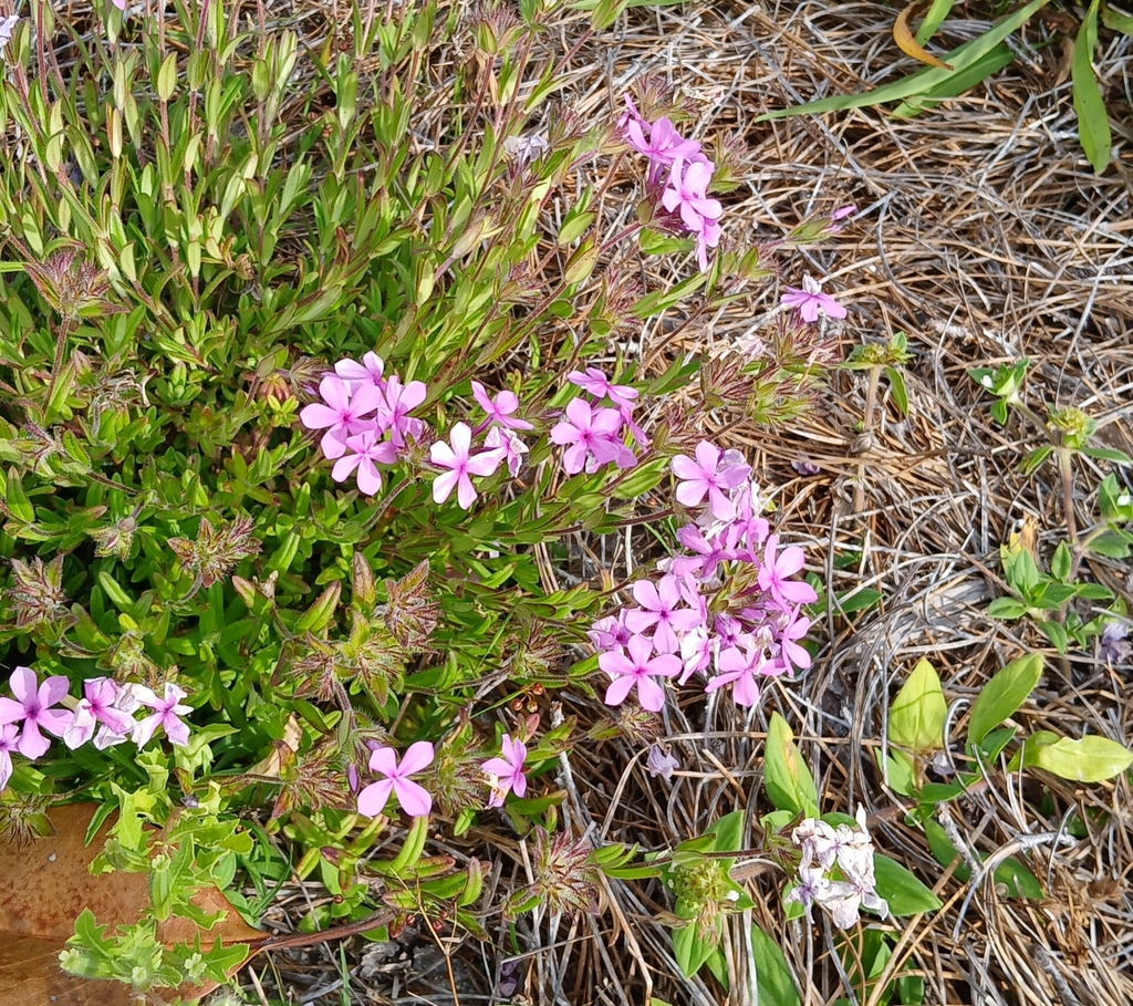 Phlox amoena
