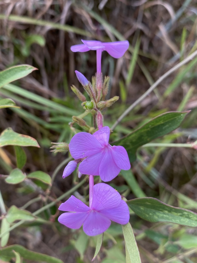 Phlox floridana