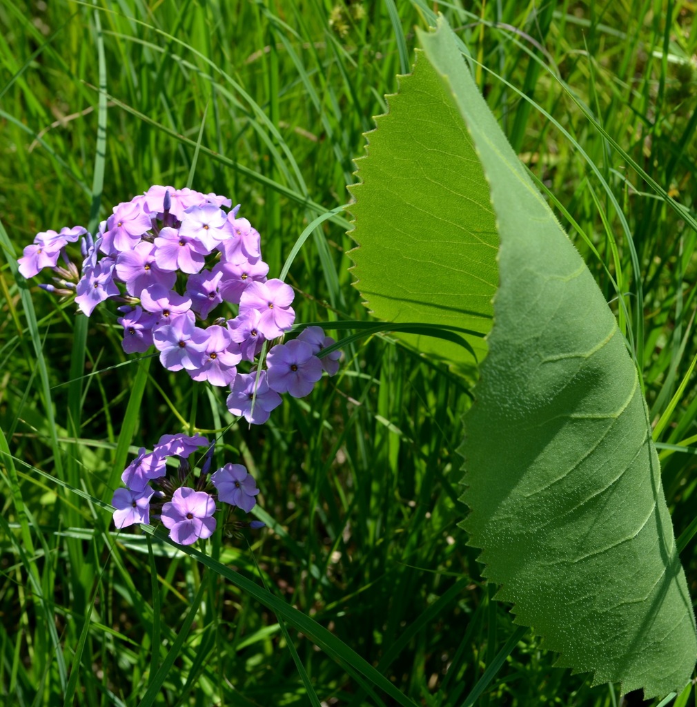 Phlox glaberrima
