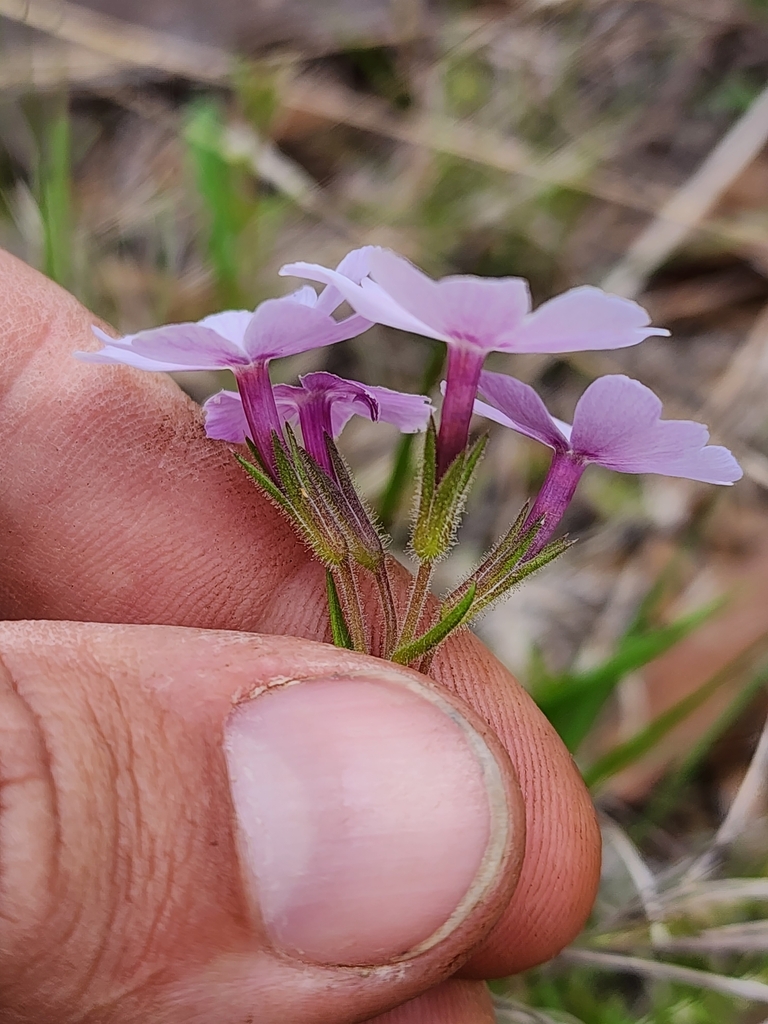 Phlox nivalis