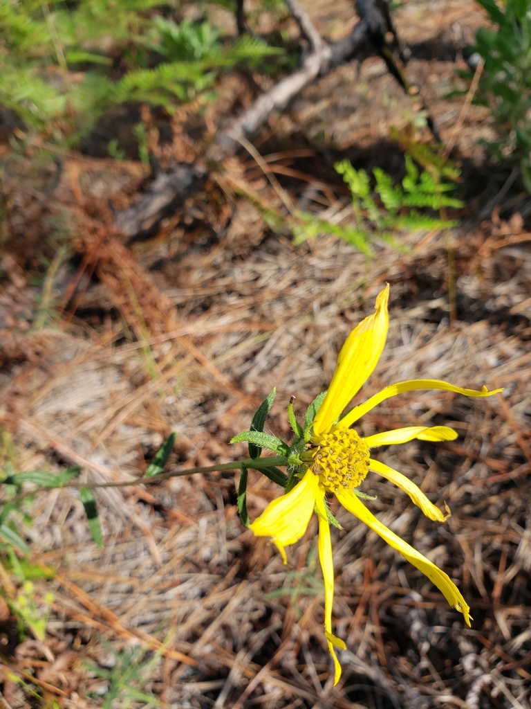Phoebanthus grandiflorus