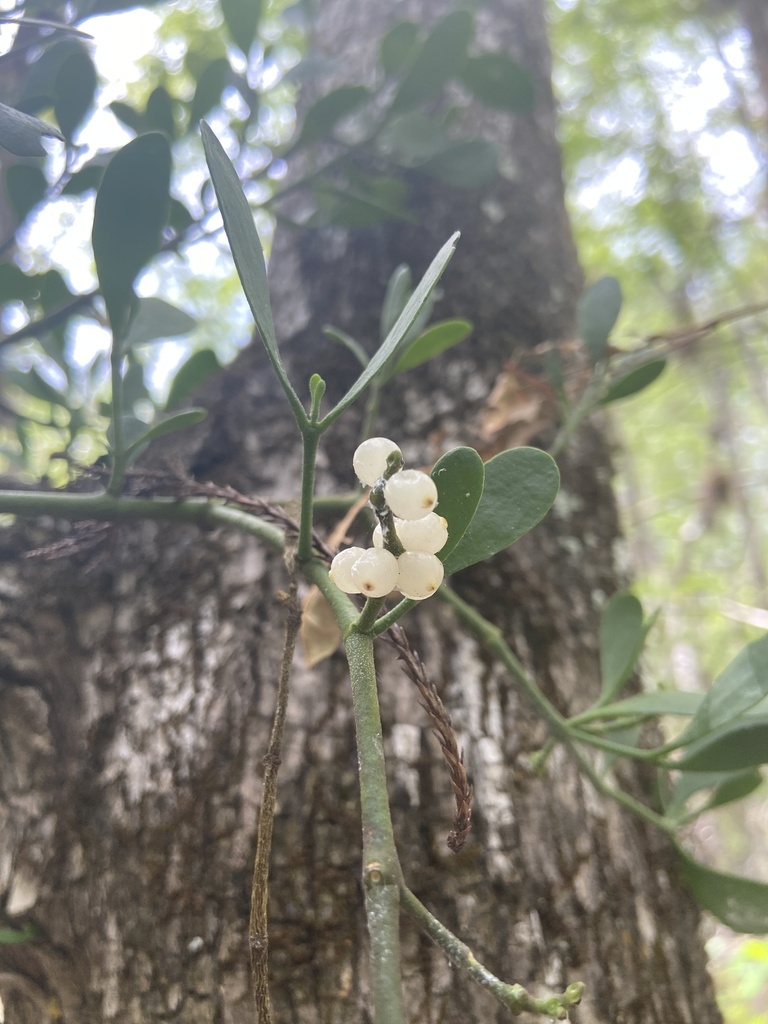 Phoradendron leucarpum