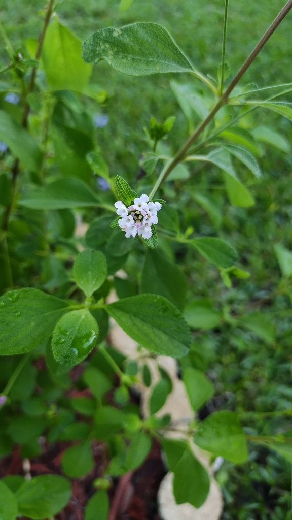 Phyla lanceolata