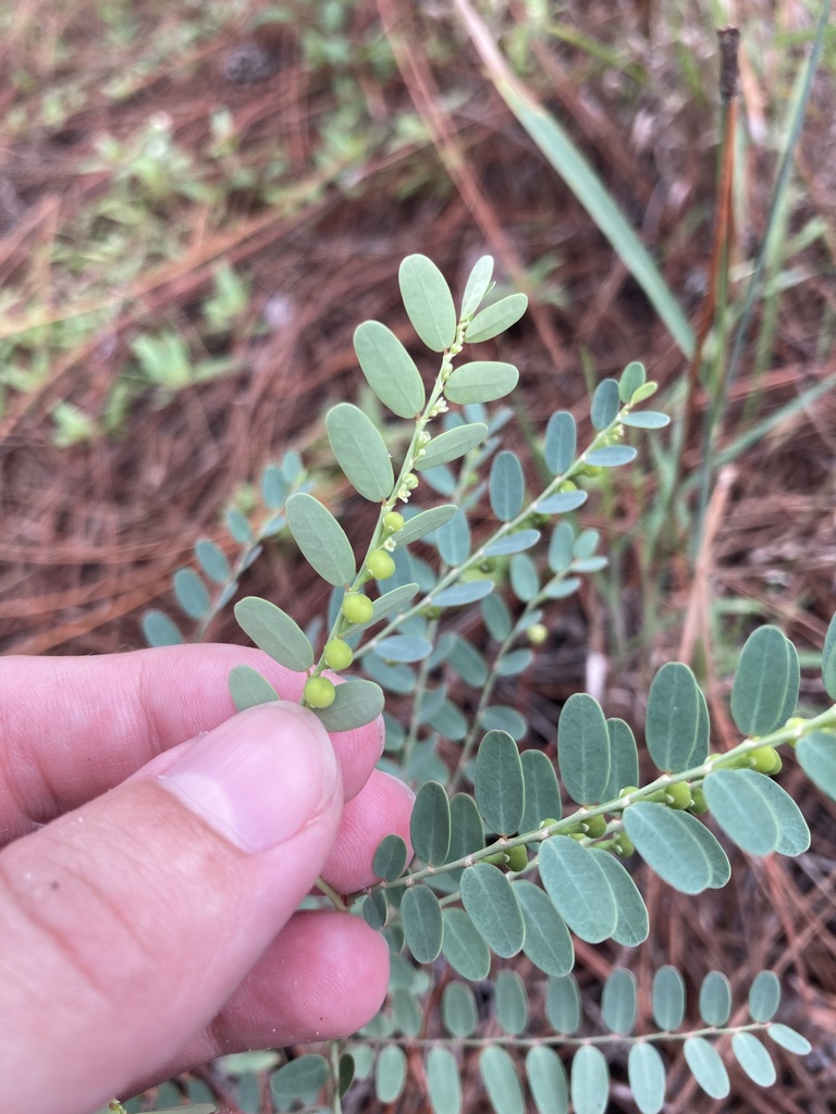 Phyllanthus abnormis