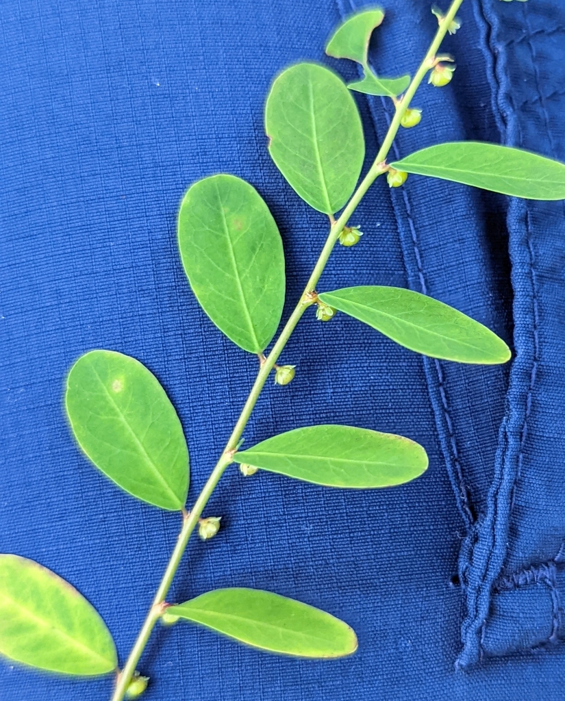 Phyllanthus caroliniensis subsp. caroliniensis