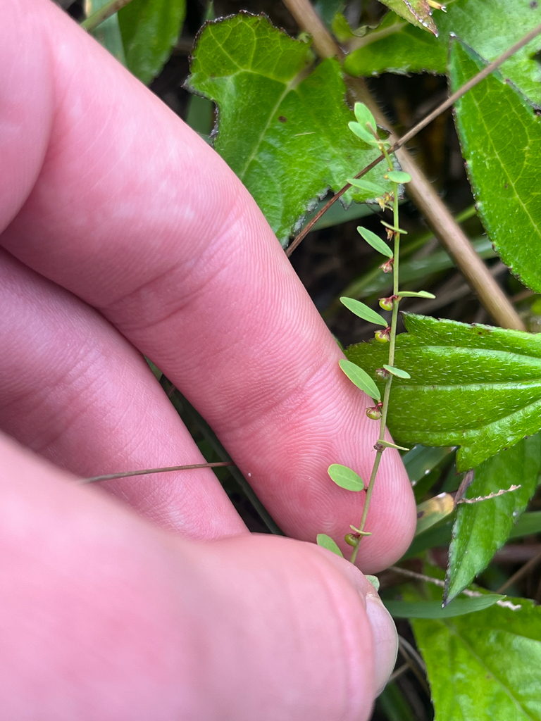 Phyllanthus caroliniensis subsp. saxicola