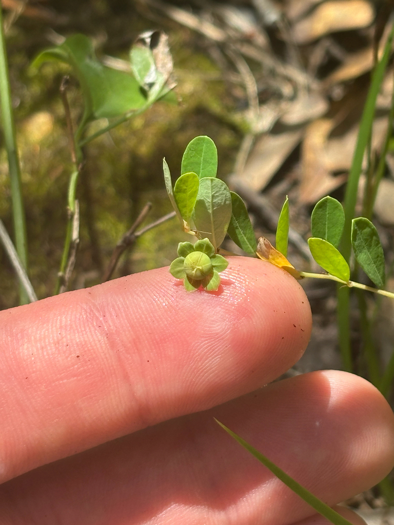 Phyllanthus liebmannianus subsp. platylepis