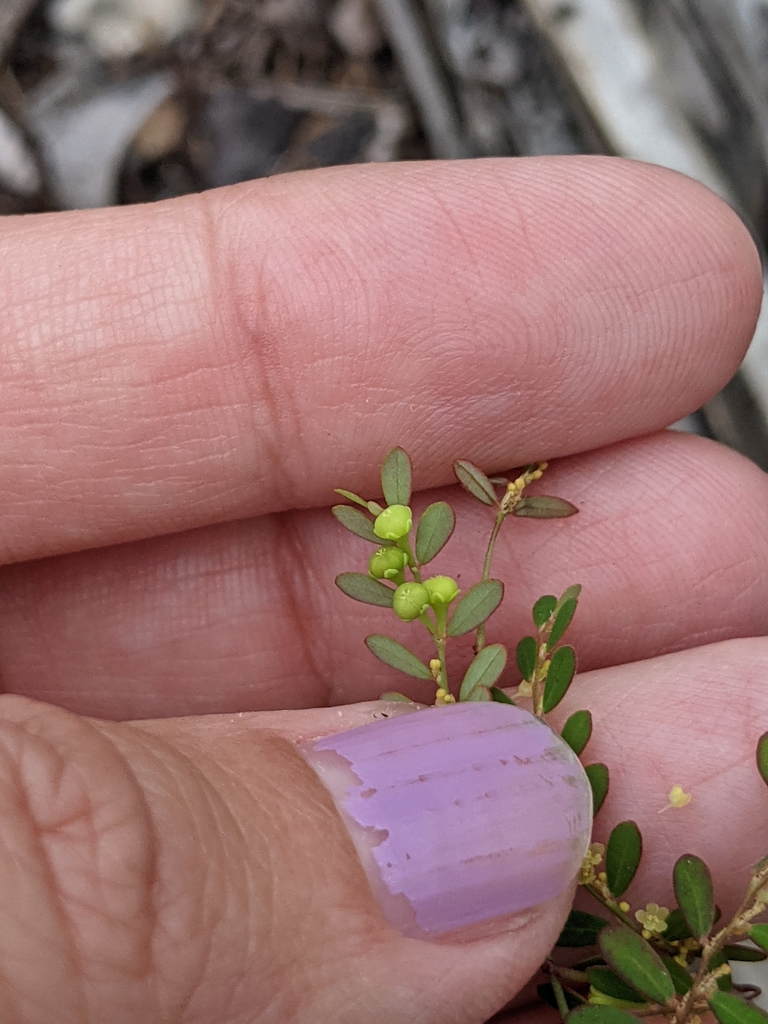 Phyllanthus pentaphyllus