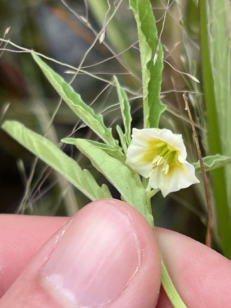 Physalis angulata