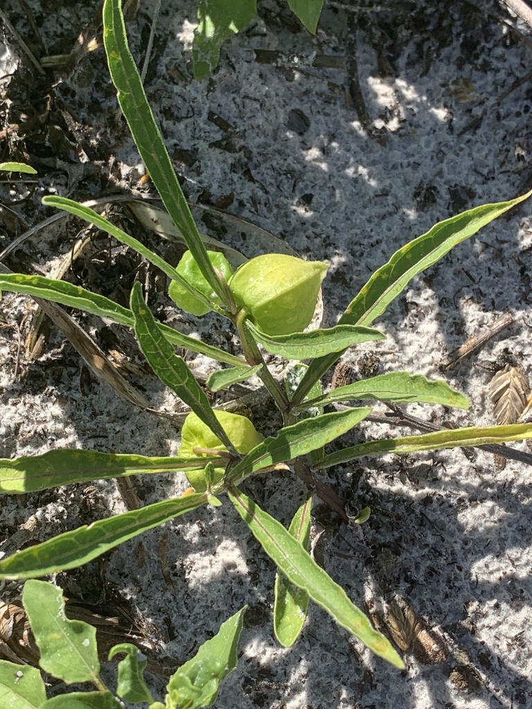 Physalis angustifolia