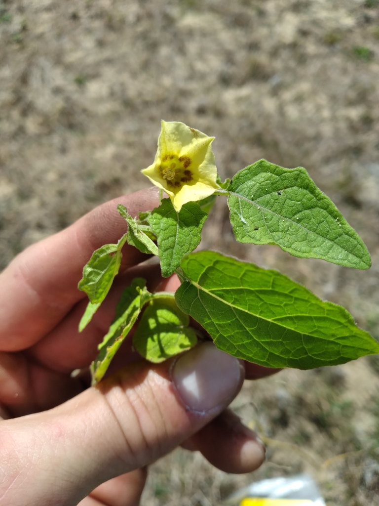 Physalis arenicola