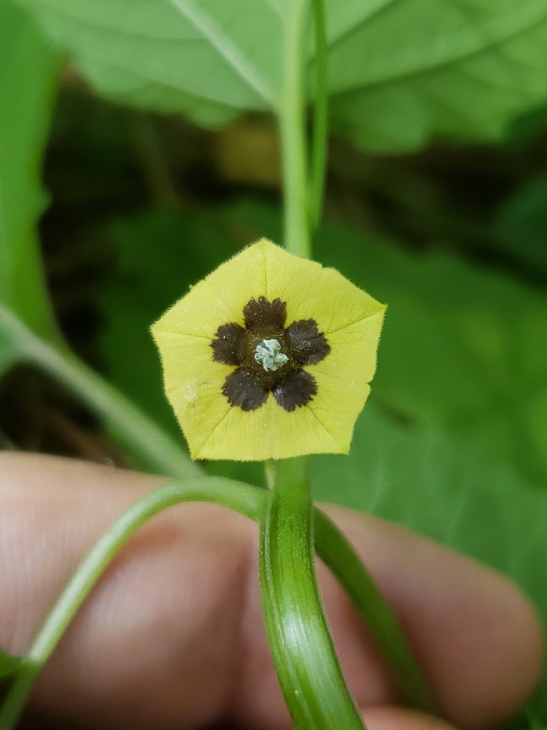 Physalis cordata