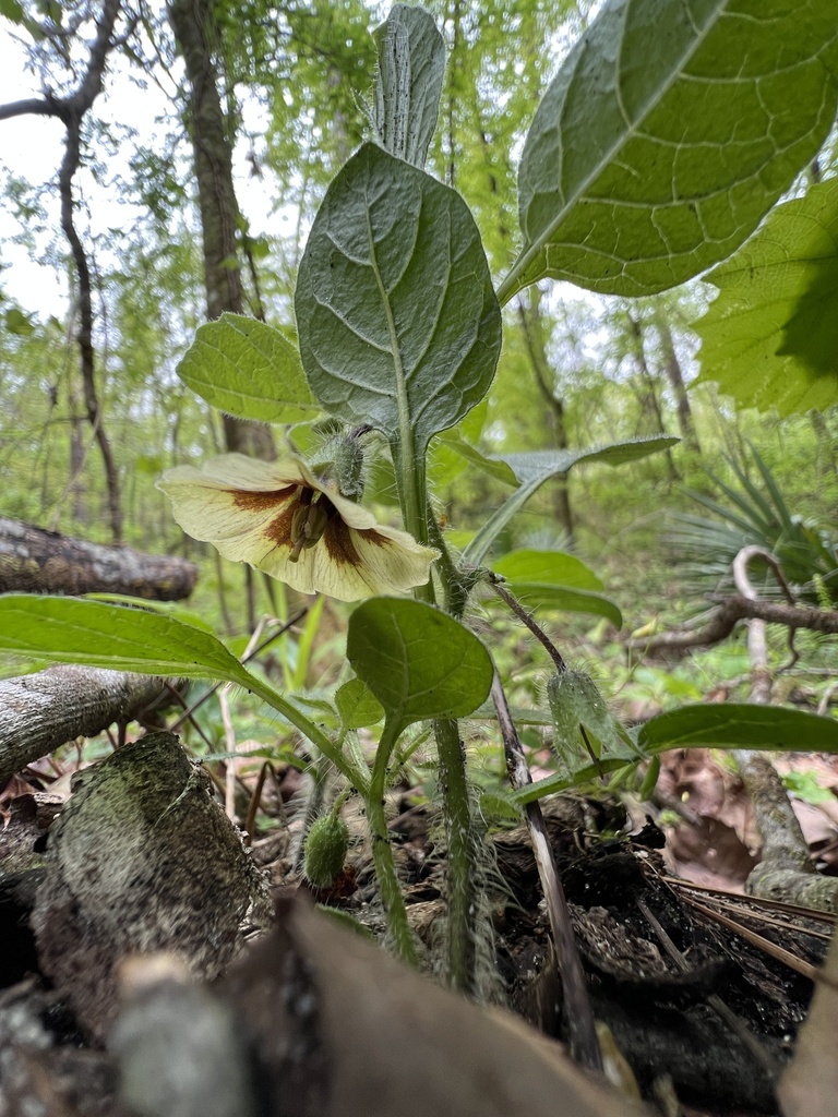Physalis heterophylla