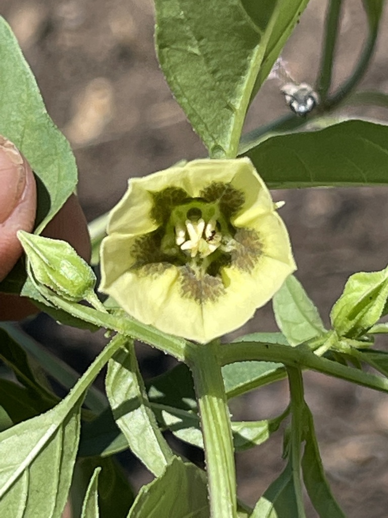 Physalis longifolia