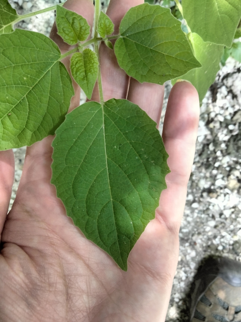 Physalis pubescens