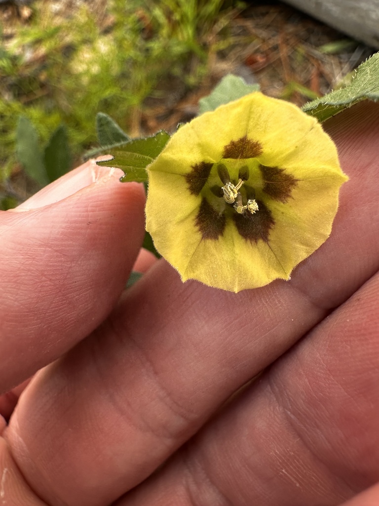 Physalis virginiana