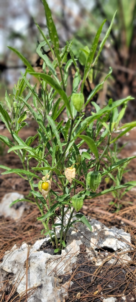 Physalis walteri