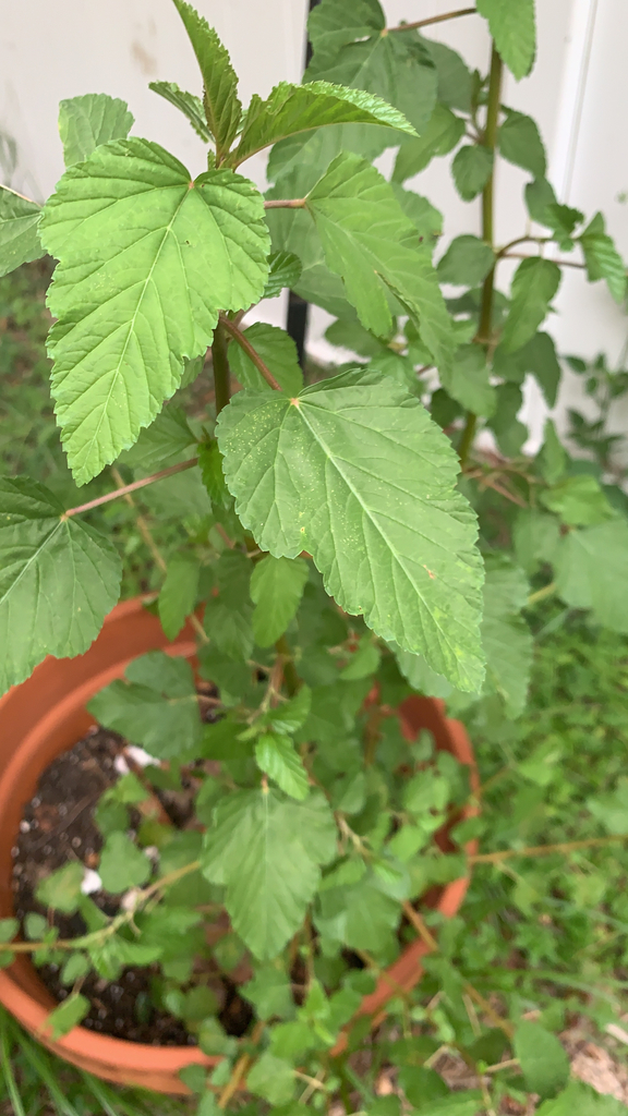 Physocarpus opulifolius