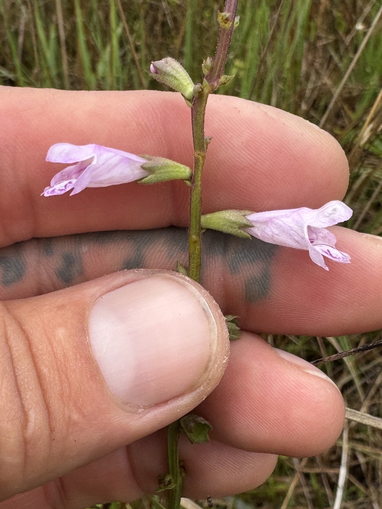 Physostegia godfreyi