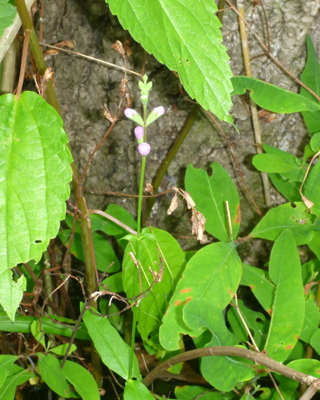 Physostegia leptophylla