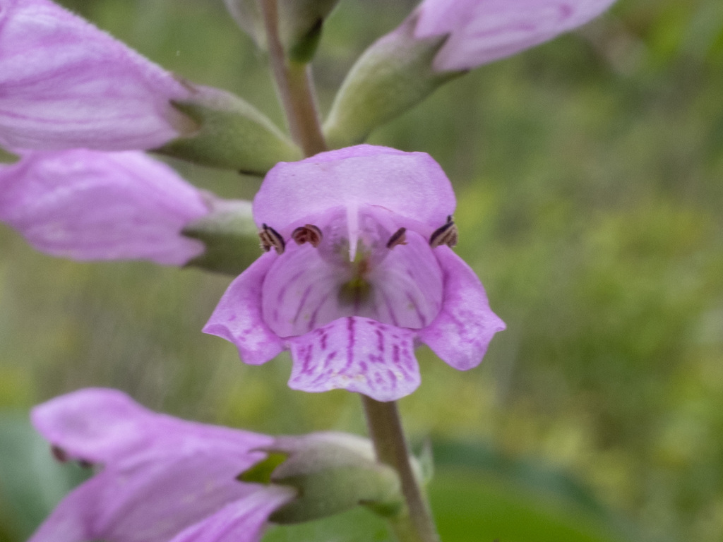 Physostegia purpurea