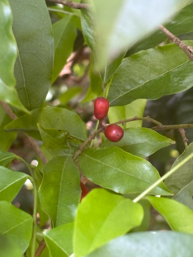 Picramnia pentandra