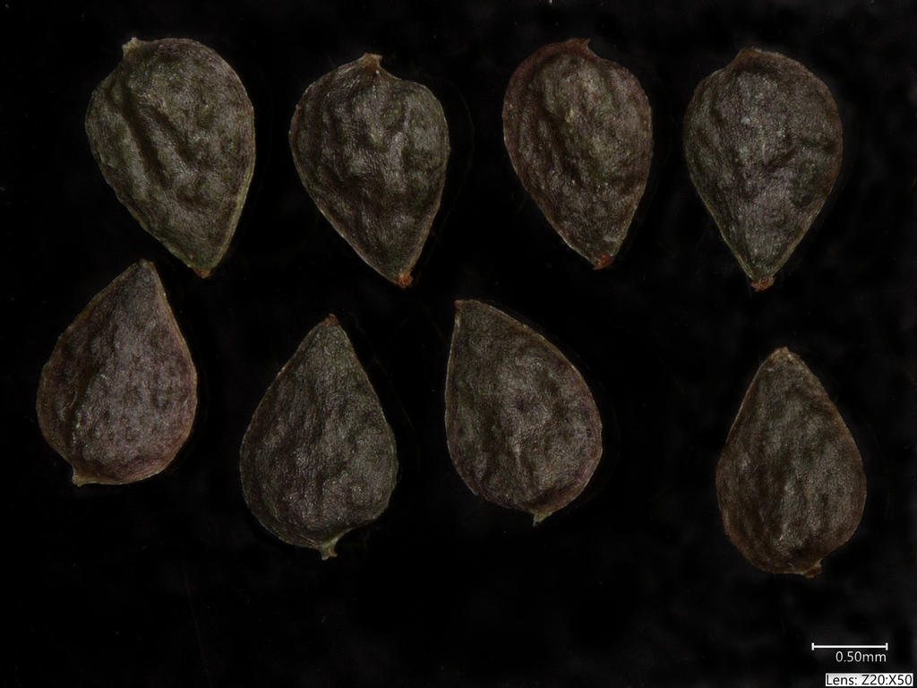 Pilea fontana